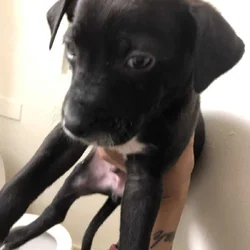 Puppies for sale