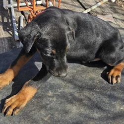 Doberman Puppy
