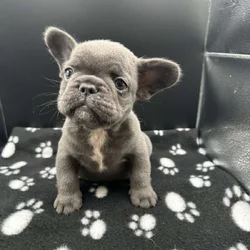 Exotic French Bulldog Puppies for sale