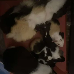 Guinea pigs