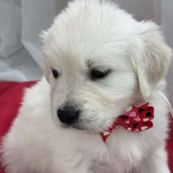 English Cream Golden Retrievers