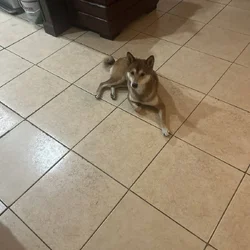 Shiba Inu