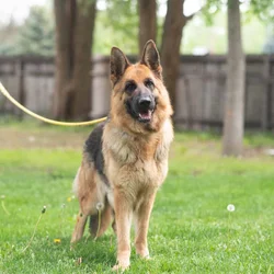 Female German Shepherd