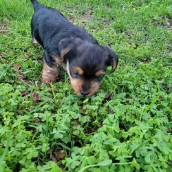Male Yorkie Puppy