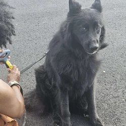 6 year old service dog Chief house broken trained.