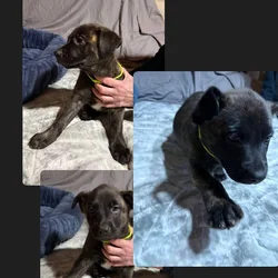 German Shepard/ pit bull puppies