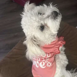 Honey, Sweet 6 month Shih Poo
