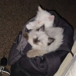 Kittens