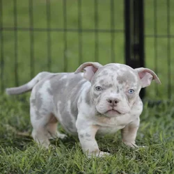 American Bully girls