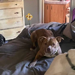 Two 1 Year ol Terrier Mix Male Brothers