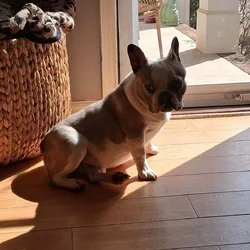 9 month old Frenchie looking for a good home