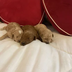 Have to be miniature, goldendoodle puppies