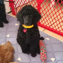 Standard poodle puppies