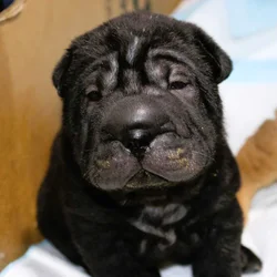 Buttercup Pups