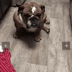 Dog needs home, I live in Pennsylvania