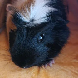 Guinea Pigs in need of a new home