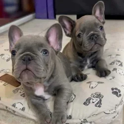 French bulldog Molly