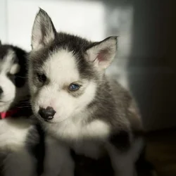Koda