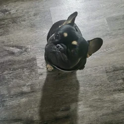 French Bulldog Male pup