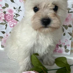 Schnauzer Mix