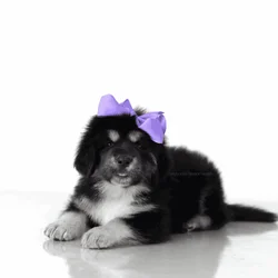 Tibetan Mastiff