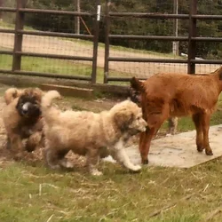 Livestock and Companion Guardian puppies dog