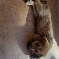 Belgian Malinois/Lab Puppies