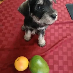 Schnauzer small