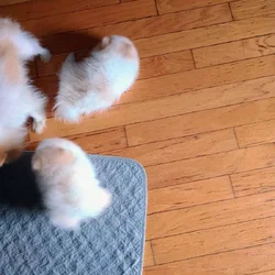AKC Pomeranian puppies