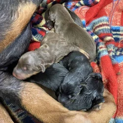 Doberman Pinscher