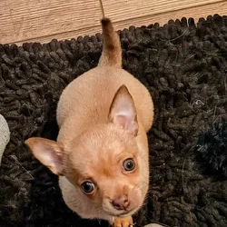 Adorable Male Chihuahua Puppy