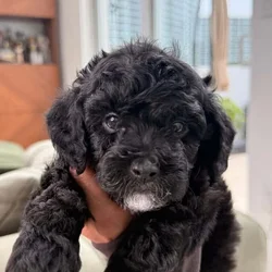 Milo Mini