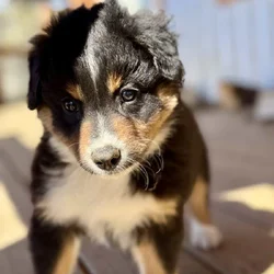 Purebred Australian Shepherd Puppy