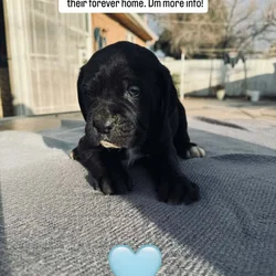 Cane Corso
