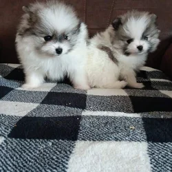 Pomeranian