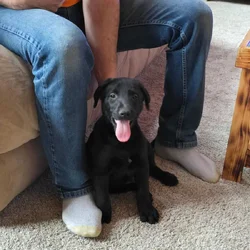 Lab pup