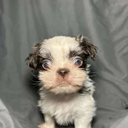 Mochi