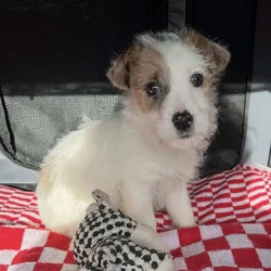 Jack Russell Terrier mixed pups