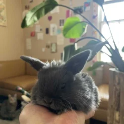 Juvenile holland lop