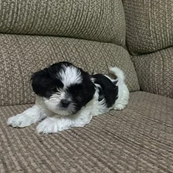 Shitzu puppies