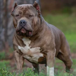 Standard brindle male bully open for stud