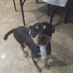 Rehoming Our Terrier Mix Dog