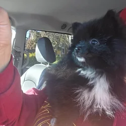 Pomeranians Ready
