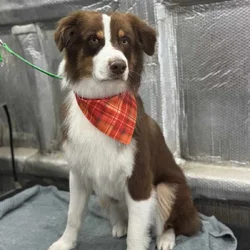 Border Collie 2 yrs old