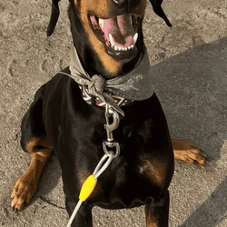 Adoption for Theo