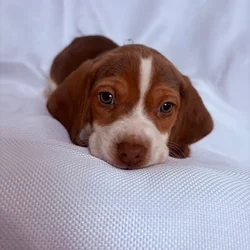 6 week male beagle pup blue collar