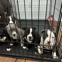 Standard American Bully Puppies