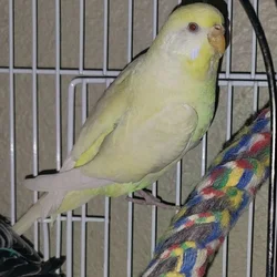 Male and Female Budgie Parakeets (Pair)