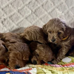 Mini Goldendoodle Puppies