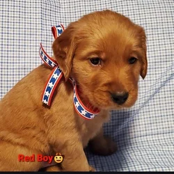 Golden retrivers puppies